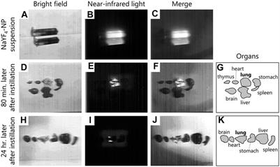 Effect of Carbon Black Nanoparticle on Neonatal Lymphoid Tissues Depending on the Gestational Period of Exposure in Mice